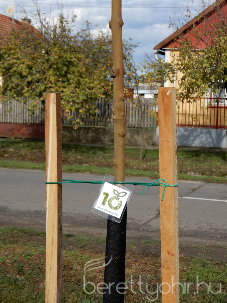 Közösségi faültetés Berettyóújfaluban 79